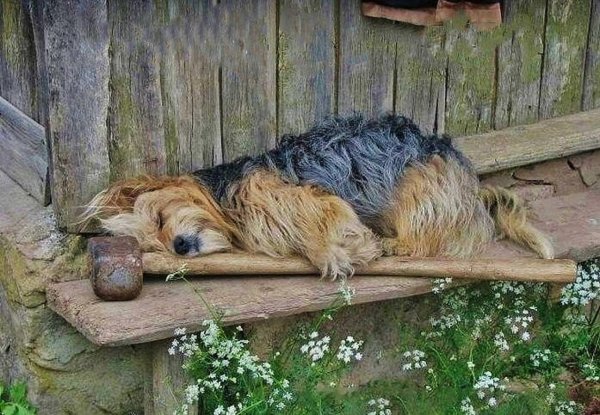 Осторожно злая собака юмор