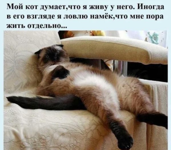 Смешные шутки про кошек