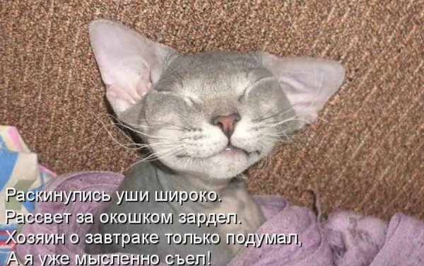 Выспалась картинки прикольные