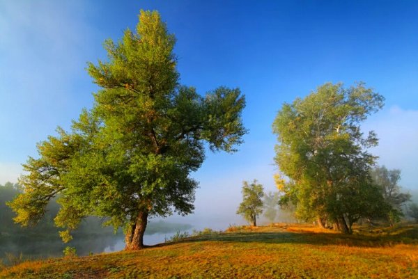 Деревья в августе