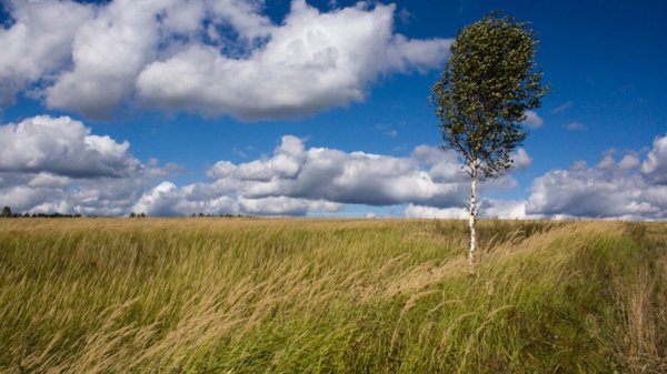 Природа России ветер