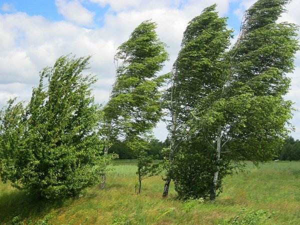 Береза на ветру