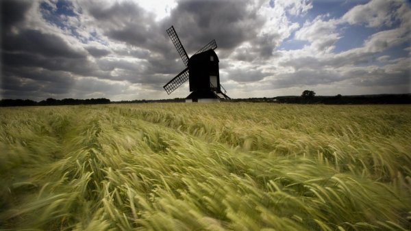 Пшеничное поле