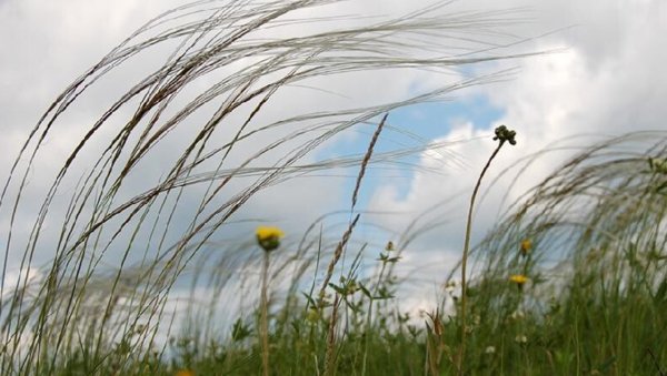 Природа ветер лето