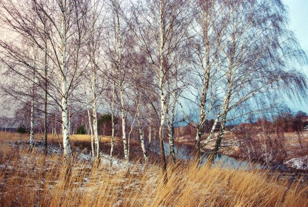 Теплый ветер весной