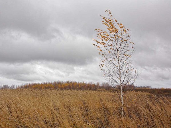 Ветер осенью