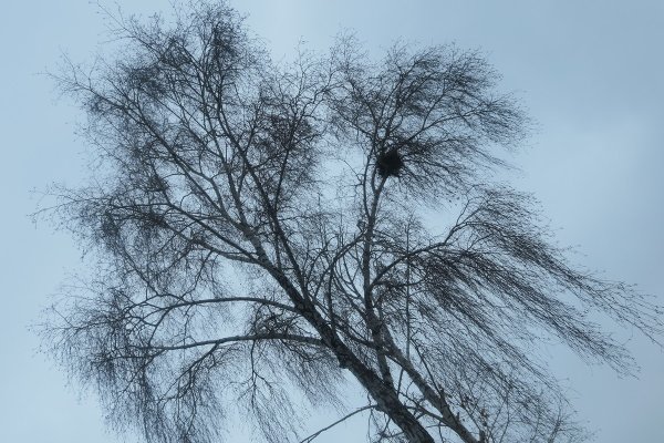 Ветрено безветренно