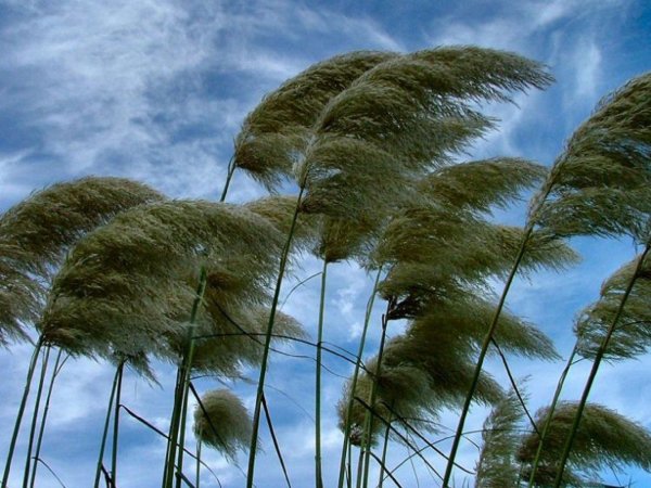 Сильный ветер