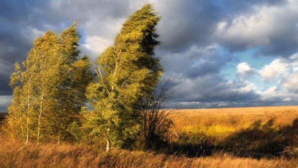Ветер в осеннем лесу