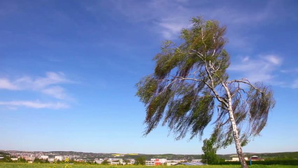 Береза на ветру