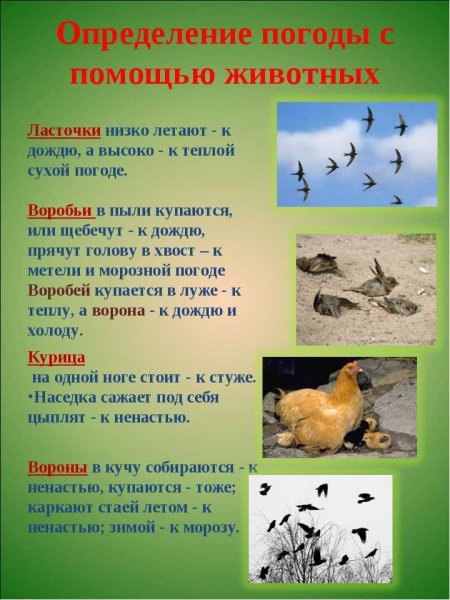 Приметы поведения животных