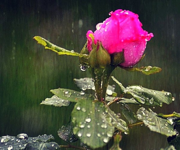 Доброе утро розы дождливое