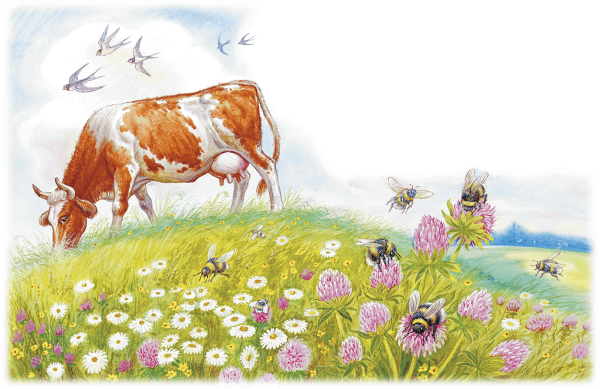 Произведение Виталия Бианки Сова