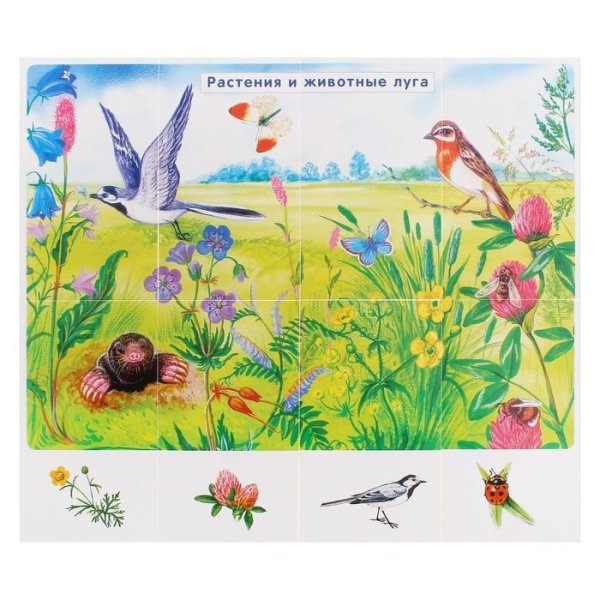 Животные и растения на лугу