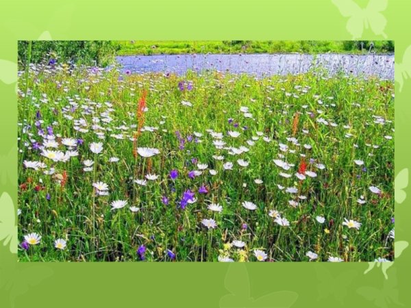 Луг окружающий мир