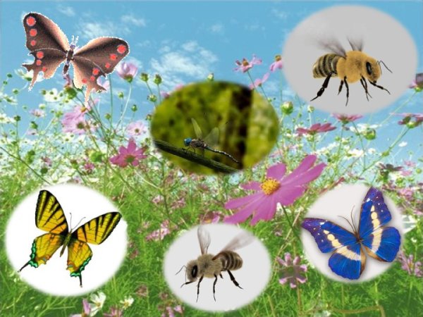 Обитатели Луга и леса