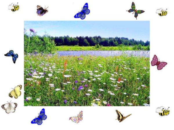 Луг и его обитатели