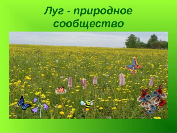 Природное сообщество луг