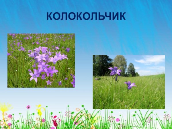 Луг окружающий мир