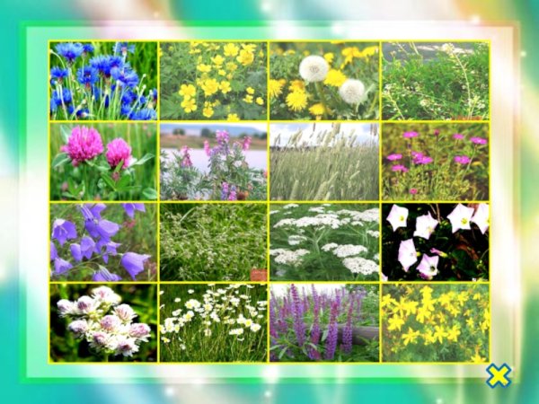 Травянистые цветковые растения