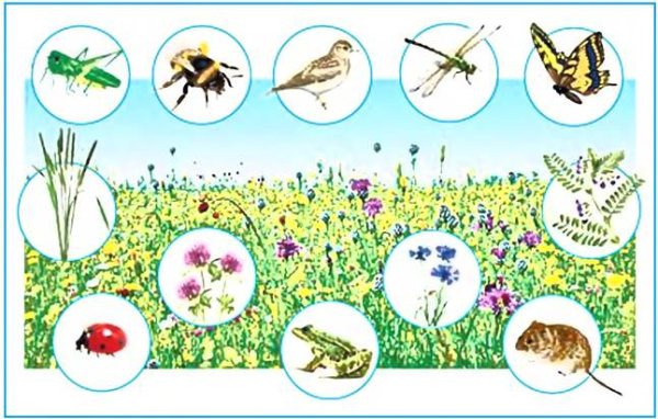 Пищевая цепь биогеоценоза Луга