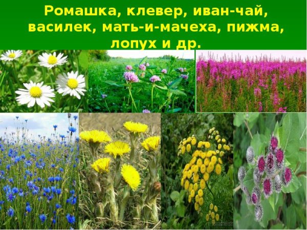 Леса и Луга нашей Родины