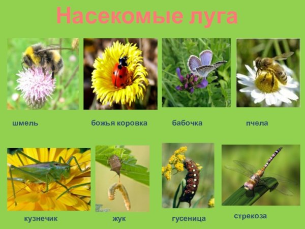 Луг и его обитатели