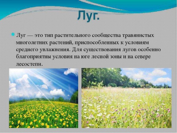 Луг окружающий мир