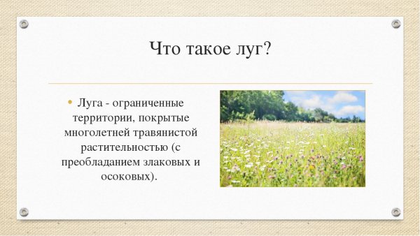 Экосистема Луга