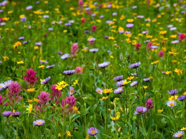 Разнотравье Луговой цветник