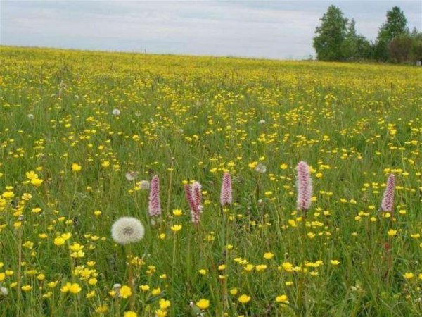 Луговая растительность