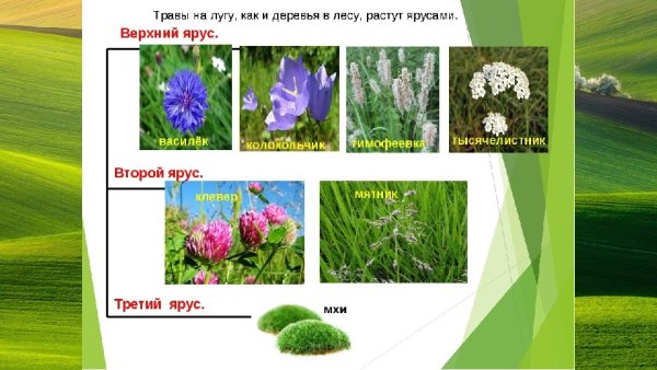 Ярусное расположение растений Луга