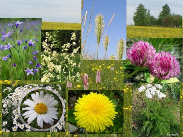 Проект красота растений