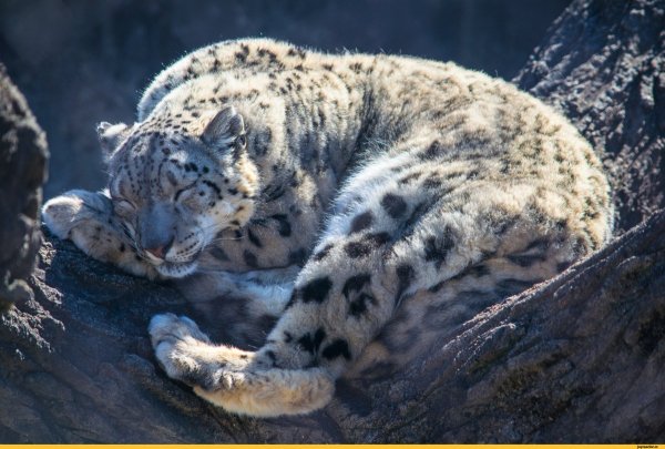 Снежный Барс Барсик