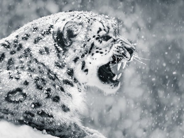 Снежный Барс свирепый