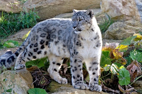 Снежный Барс uncia uncia