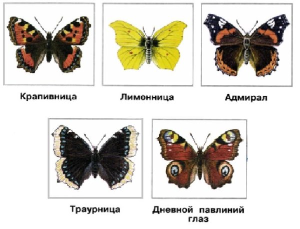 Бабочки лимонница траурница павлиний глаз крапивница