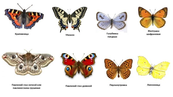 Бабочки Адмирал лимонница траурница павлиний глаз крапивница