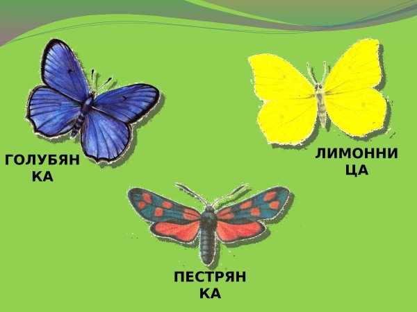 Адмирал лимонница крапивница пестрянка желтушка Зорька голубянка