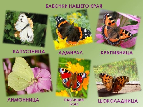 Бабочки Адмирал лимонница крапивница