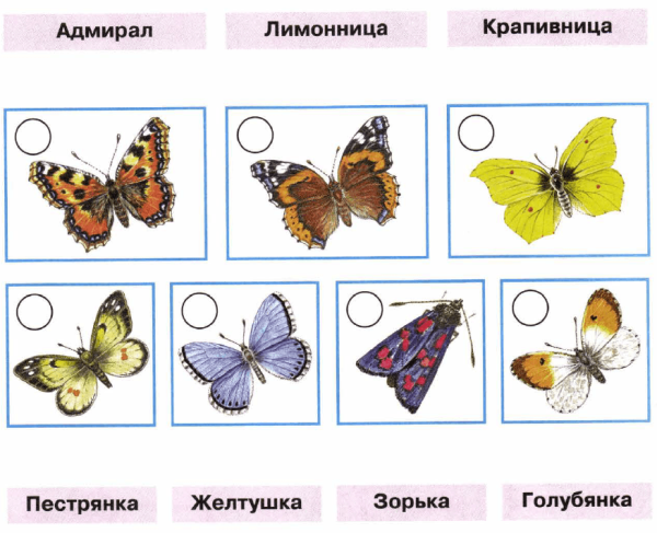 Адмирал лимонница крапивница пестрянка