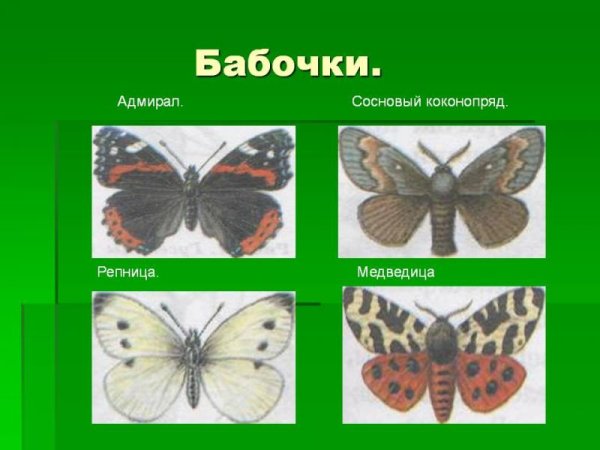 Название бабочек окружающий мир