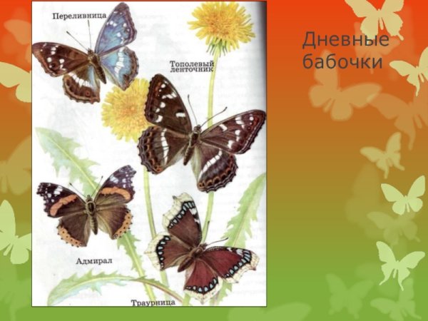 Бабочки Малоархангельского района