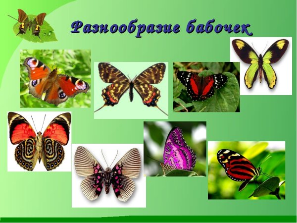 Разнообразие бабочек