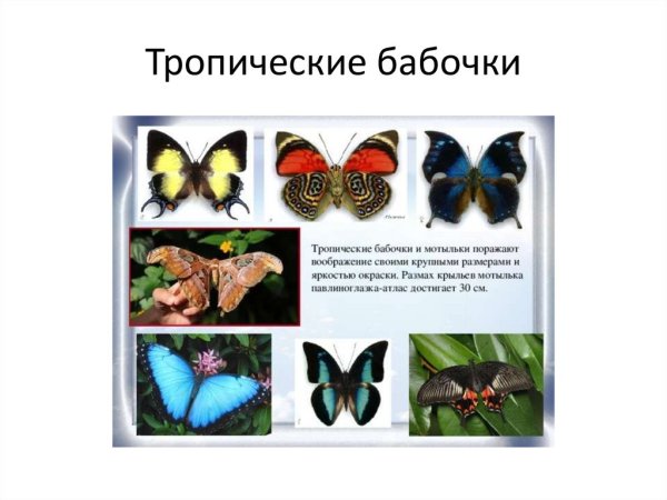 Бабочки с описанием и названием