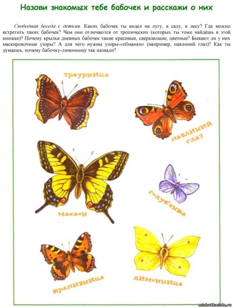 Виды бабочек: фото, названия и описание самых красивых и распространенных насекомых