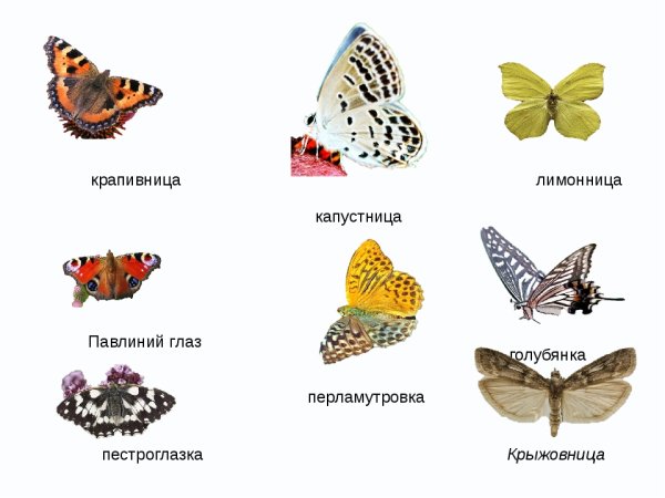 Бабочка капустница лимонница крапивница