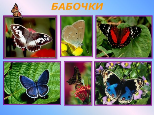 Бабочки для презентации