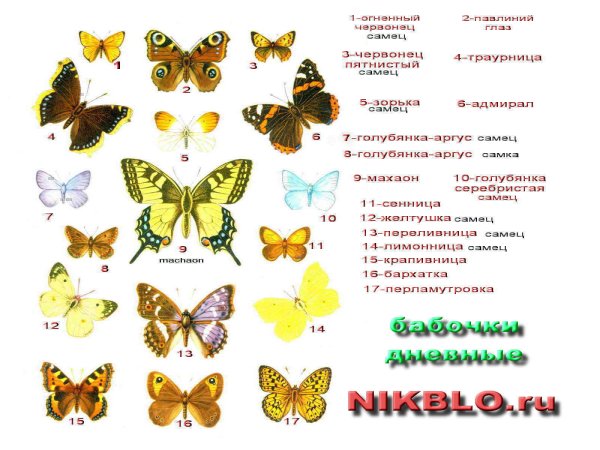 Виды бабочек с названиями