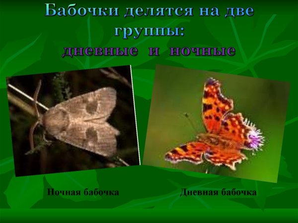 Представители дневных бабочек